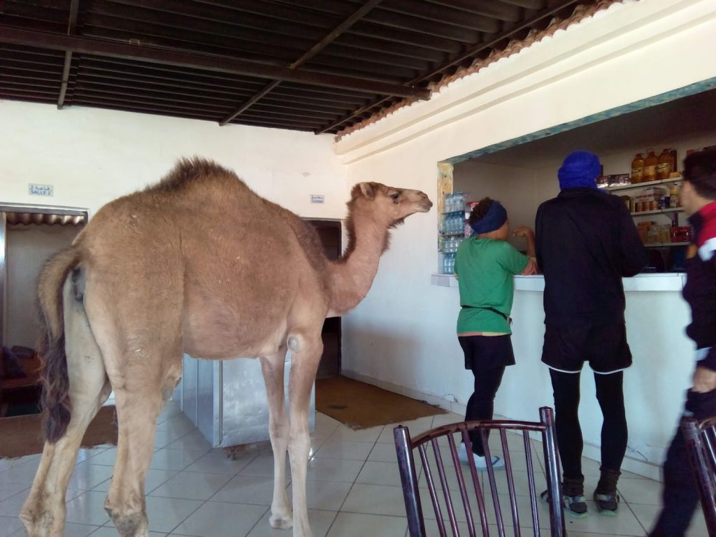 IMG_20200122_151634_4 Auf Afrika-Tour: Kamel